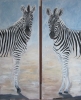 White-to-Black Zebras