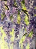 WISTERIA NO 2