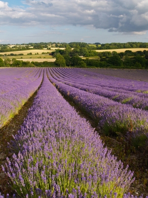 Evening Lavender