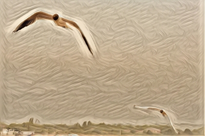 Seagulls in Flight