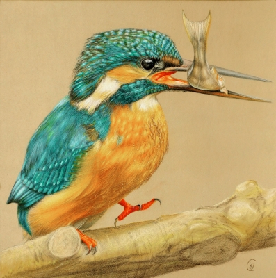 Kingfisher Catch, a bird portrait