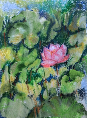 Pink Lotus Pond