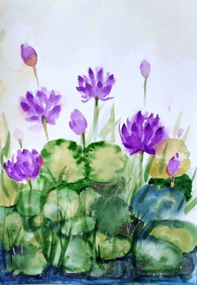 Purple water lilies