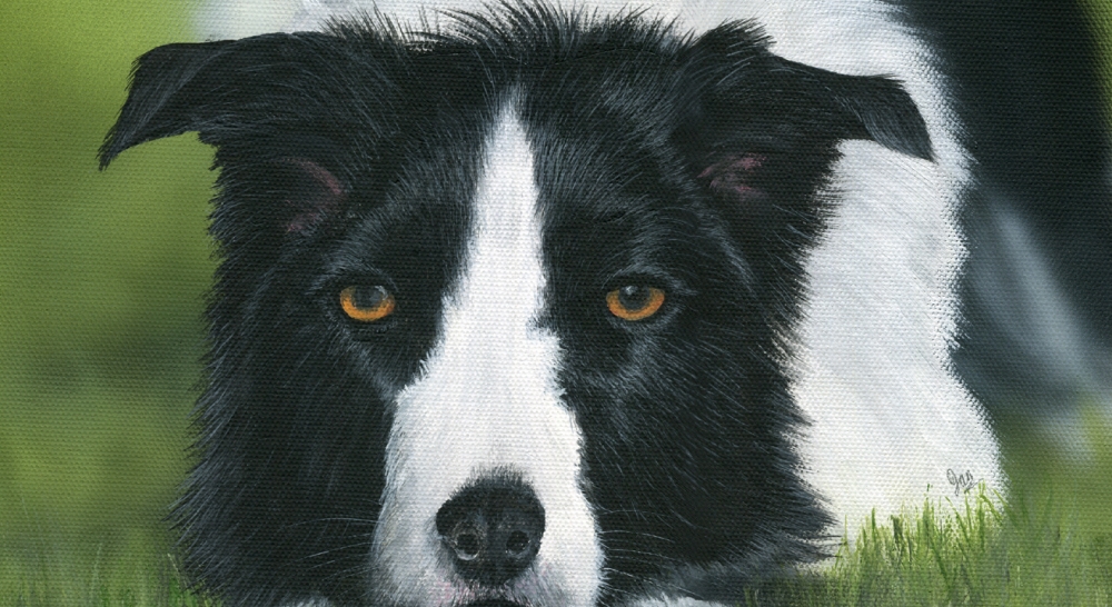 Border Collie At The Ready