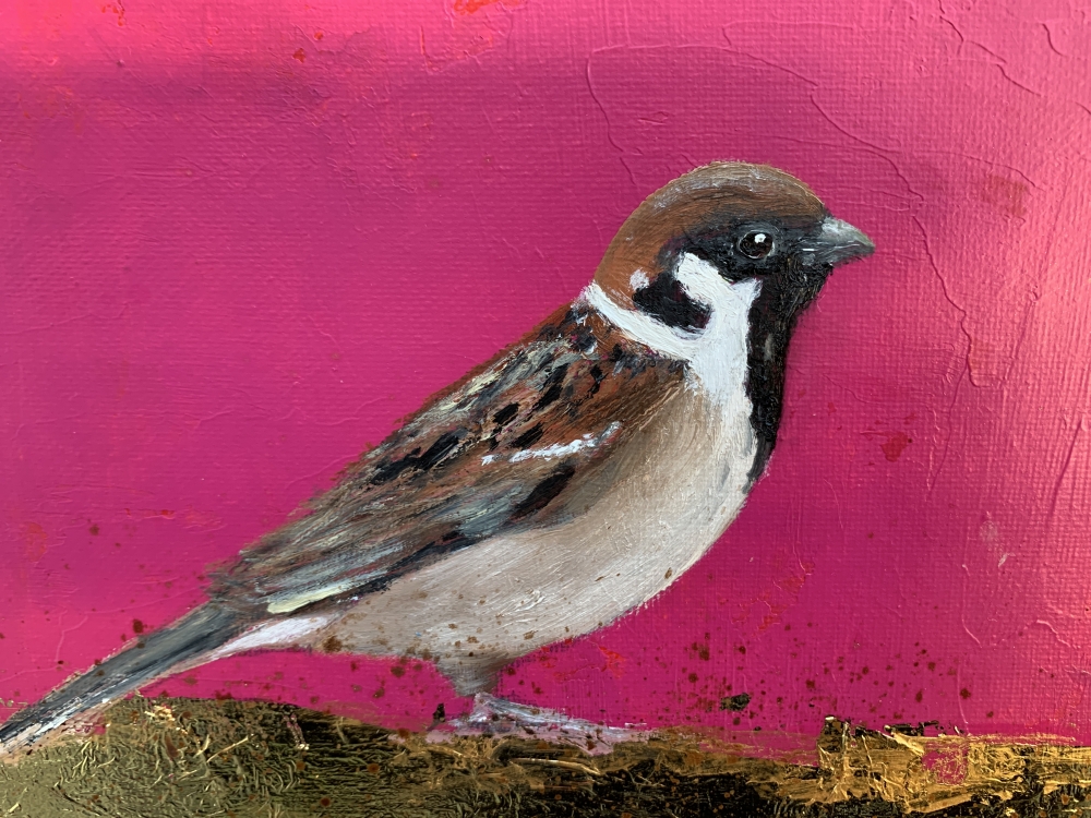 Male Sparrow