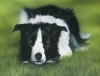 Border Collie At The Ready