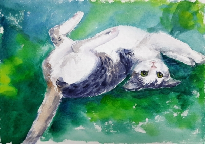 Playful cat rolling on its back
