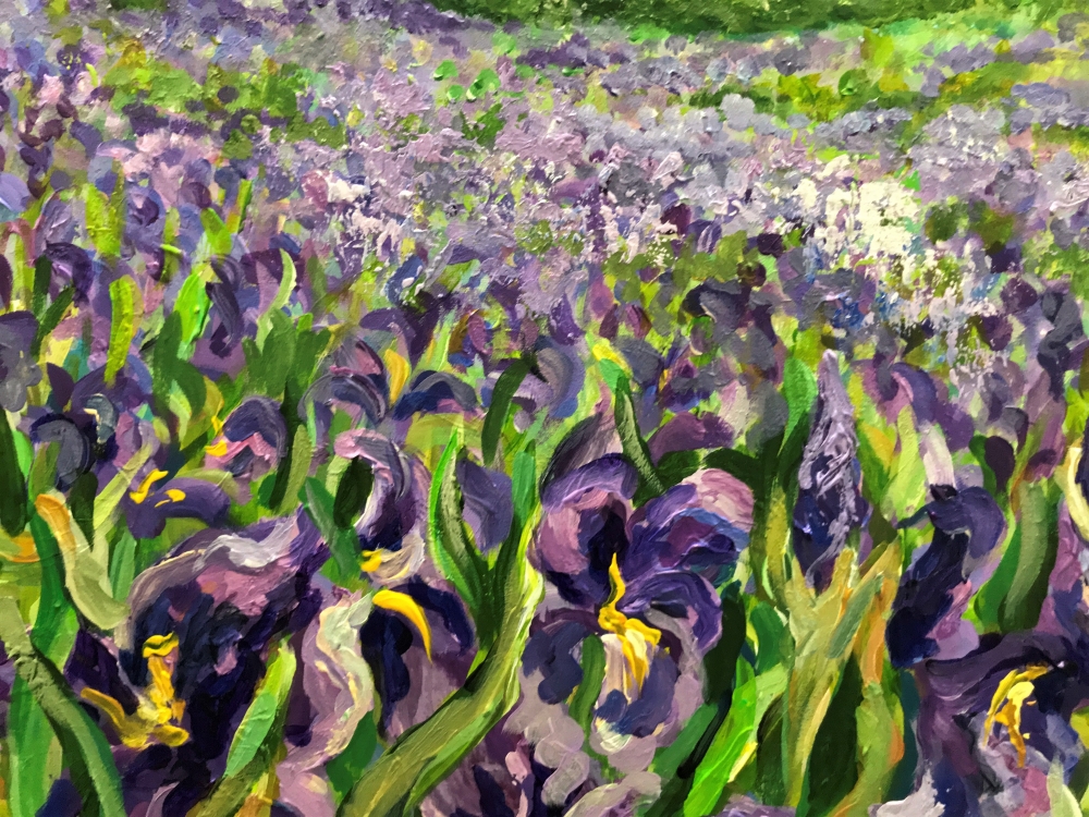 FIELD OF IRISES