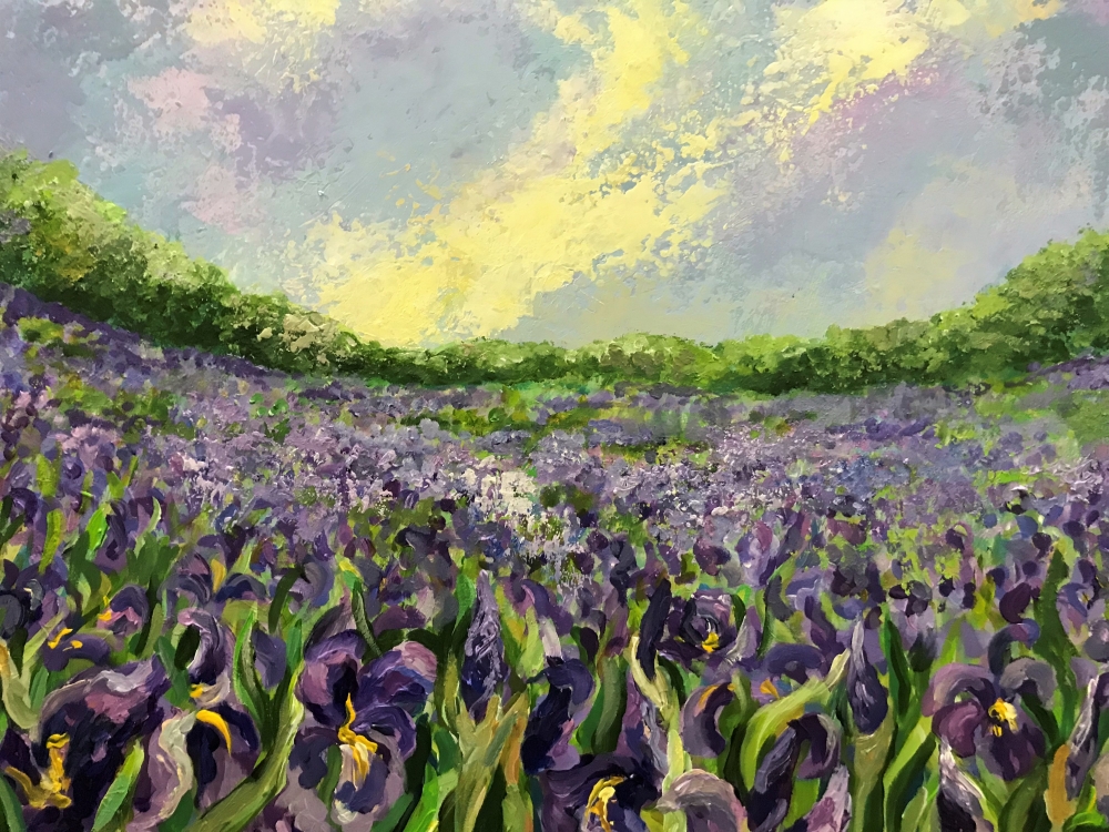 FIELD OF IRISES