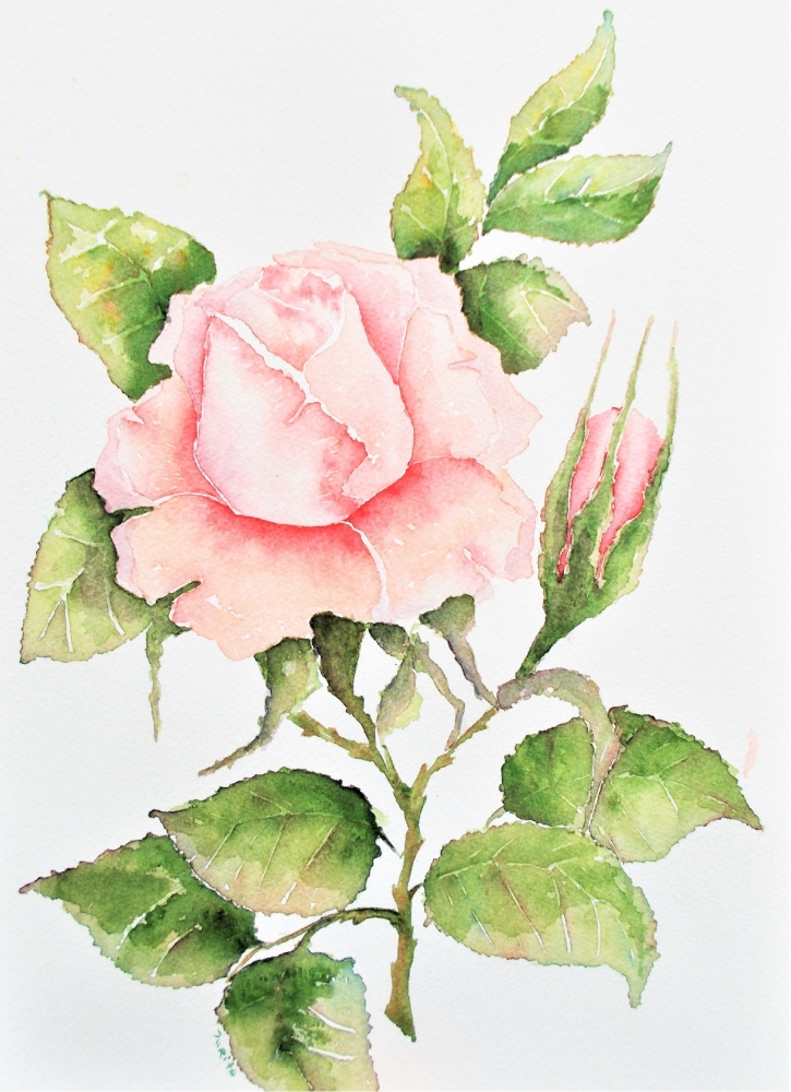 Light Pink Rose