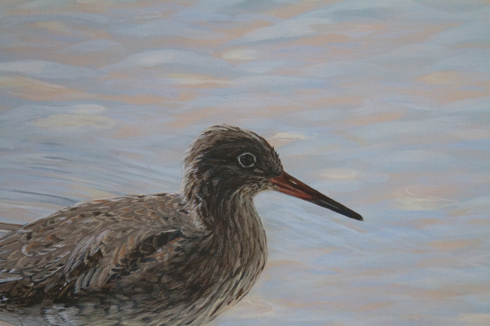 Redshank on the Brook