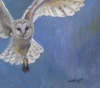 Barn owl flight