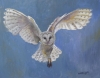 Barn owl flight