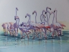 Flamingos in the Camargue