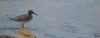 Redshank on the Brook