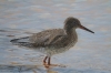 Redshank on the Brook