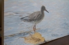 Redshank on the Brook