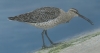 Whimbrel @ Bewl