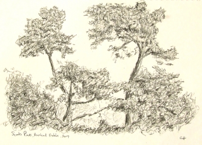 Scots Pines - Broxtead