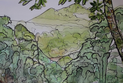 Up in the Canopy