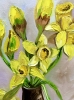 Daffodils on red table, spring in London. 