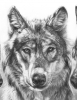 First Snowfall wolves pencil drawing