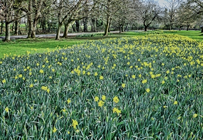 Yellow Springtime Victorian Daffodils