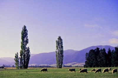 Grazing on the Canterbury Plain