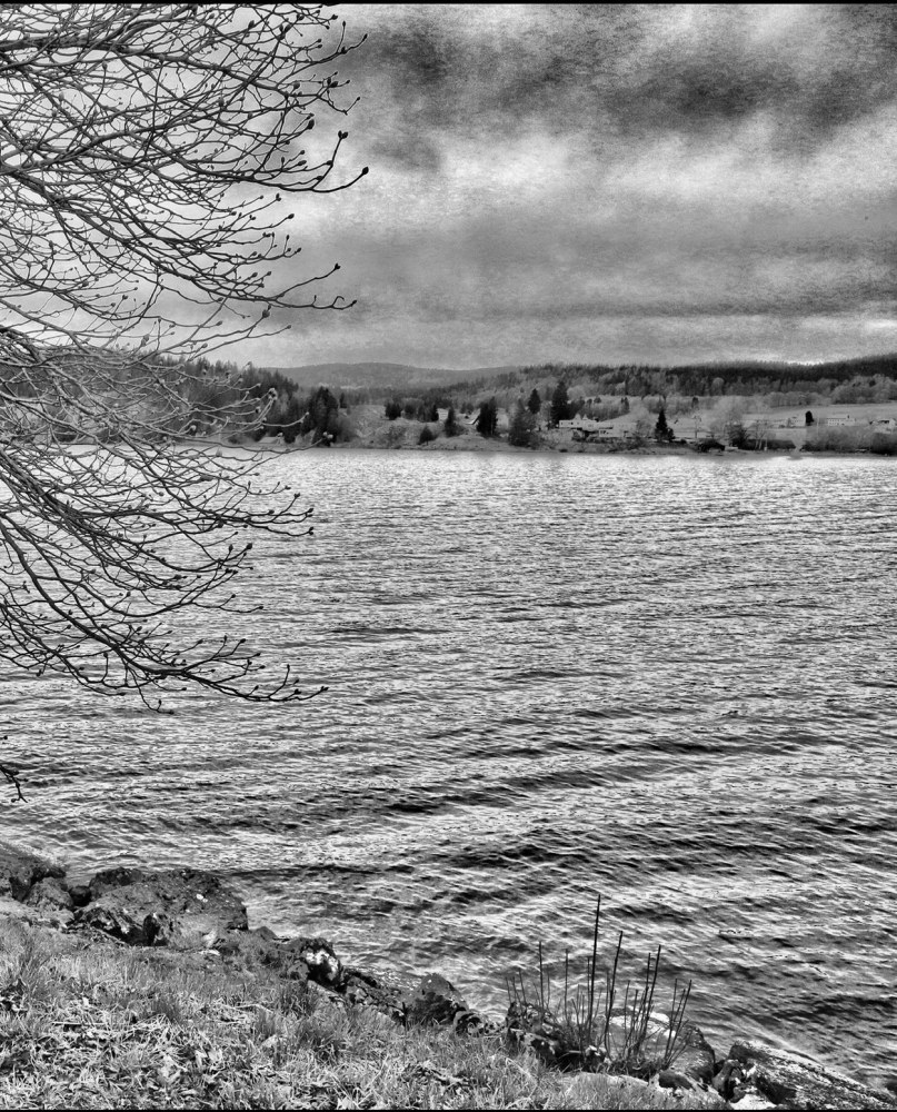 Waiting branches  - Limited edition print