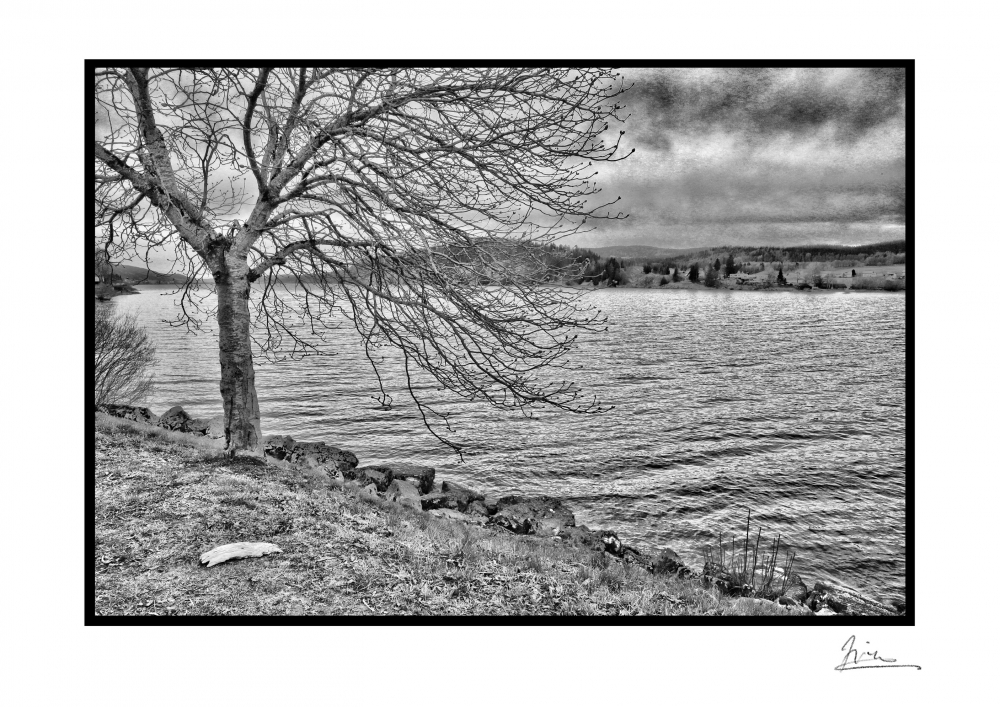 Waiting branches  - Limited edition print