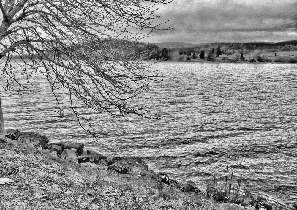 Waiting branches  - Limited edition print