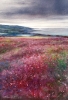 Hillside Heather, Northumberland