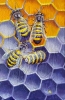 Honeycomb 2