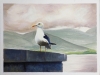 Skye Aileana Seagull - Seabird Painting