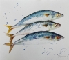 Three Mackerel Fish