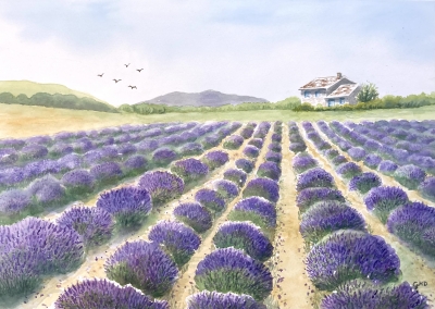 LAVENDER FIELDS 