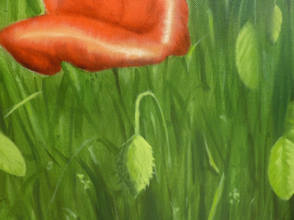 Poppy field 1