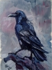 Old Crow bird