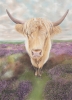 Highland Beauty