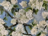 White Blossom