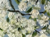 White Blossom