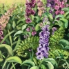 Foxgloves 