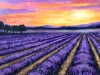 Sunrise over Lavender