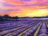 Sunrise over Lavender