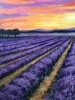 Sunrise over Lavender