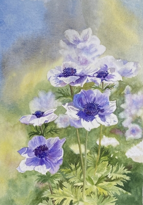 ANEMONES
