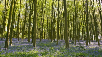 Bluebell Panorama