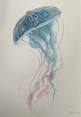 Jellyfish study