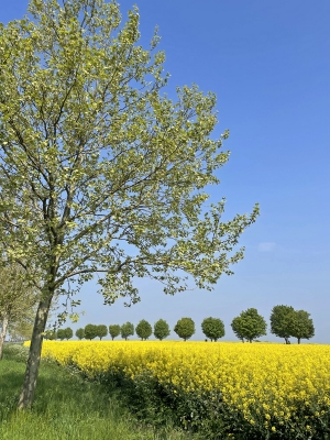 Le Vexin au printemps 2