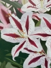 Pink and White Lilies